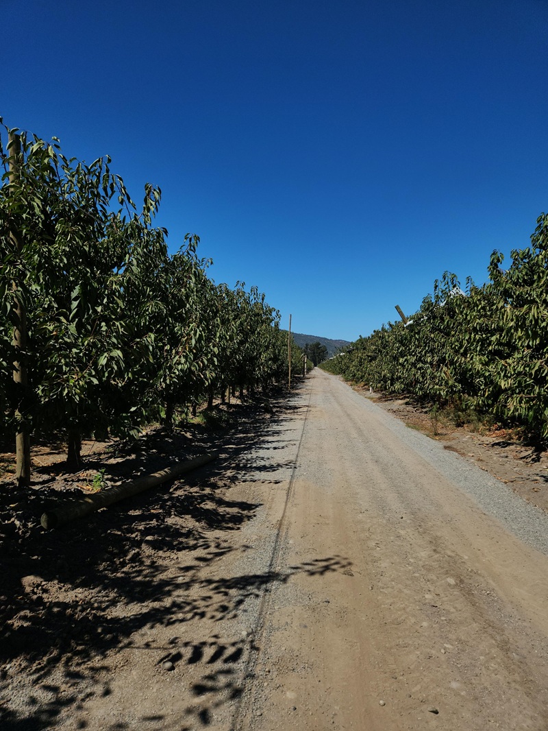 HUERTO LOS QUILLAYES